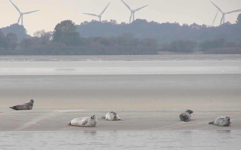 Robben liegen auf einer Sandbank vor einer Reihe von Windkraftanlagen.