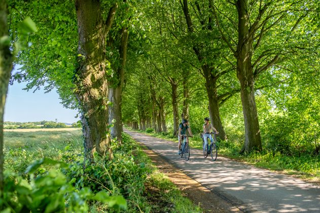 Radfahrer auf einer Allee in Angeln