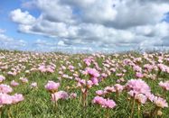 Schutzstation Wattenmeer e. V.