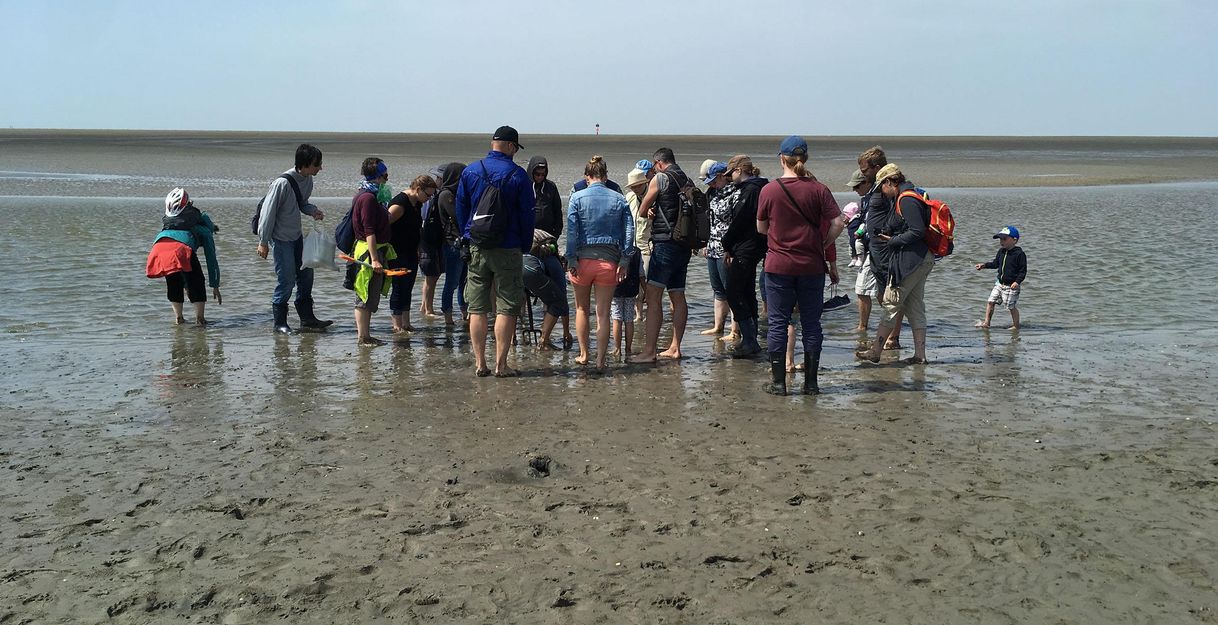 Eine Gruppe von Menschen steht im flachen Wasser an einem Watt. Sie sind bei Ebbe und erkunden die Umgebung.