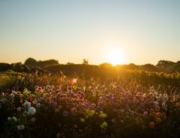 Blumenwiese bei Sonnenuntergang