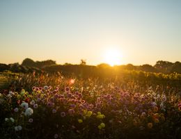 Blumenwiese bei Sonnenuntergang