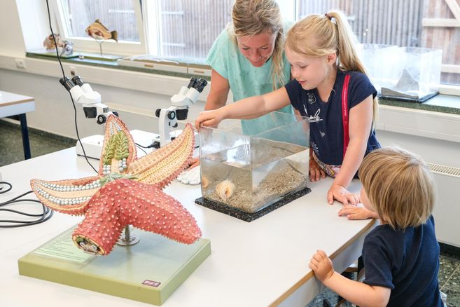 Eine Mutter zeigt ihren Kindern eine große Sternmuschel und ein Aquarium mit einem Seeigel. Die Kinder sind interessiert und schauen neugierig auf das Wasser.