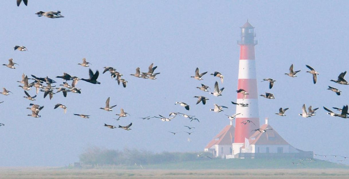 A red and white lighthouse stands in a foggy landscape. Many birds are flying in the air around it.