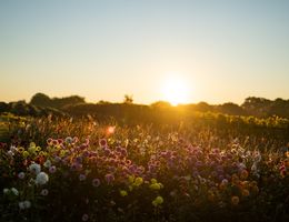 Blumenwiese bei Sonnenuntergang
