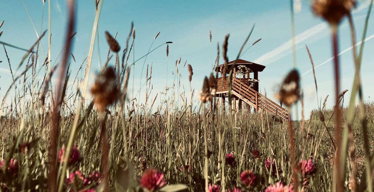A observation tower stands in a meadow with tall grasses and colorful flowers. The sky is clear and blue.