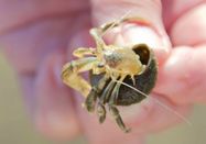 Schutzstation Wattenmeer e. V.