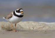 Schutzstation Wattenmeer e. V.