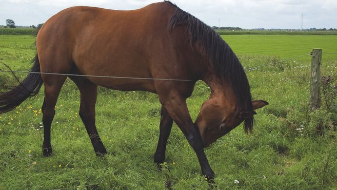 A brown horse grazes in a green meadow. The sky is cloudy and the surroundings are rural.