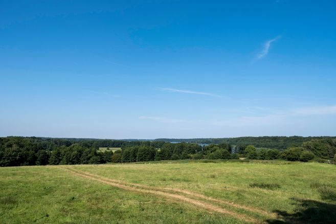 Grüne Wiese mit einem Pfad, umgeben von Bäumen und einem blauen Himmel im Hintergrund.