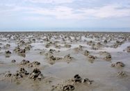 Schutzstation Wattenmeer e. V.