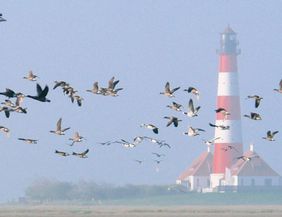 A red and white lighthouse stands in a foggy landscape. Many birds are flying in the air around it.