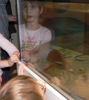 Children gaze in fascination at an aquarium. Various sea creatures can be seen in the water.