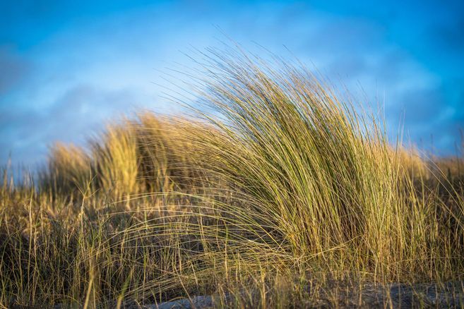 Tall grasses sway gently in the wind. The sky is clear and blue in the background.