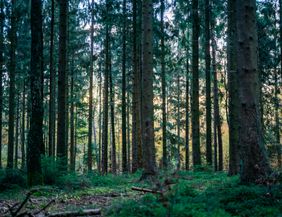 Wald im NAturpark Aukrug