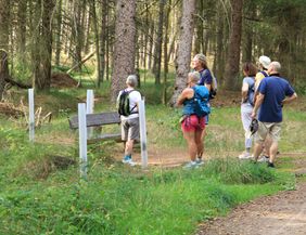 A group of hikers stands in the forest and looks at a wooden bench. The surroundings are green and surrounded by tall trees.