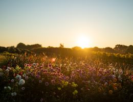 Blumenwiese  bei Sonnenuntergang
