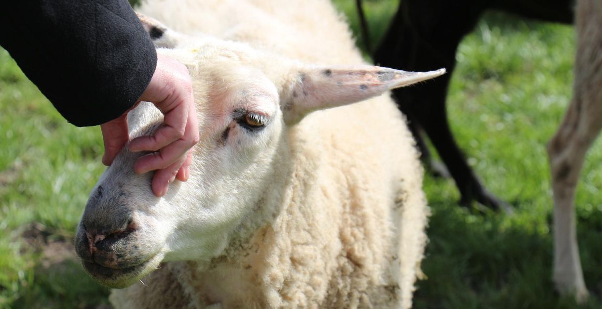 Ein Schaf wird sanft am Kopf gestreichelt. Im Hintergrund sind weitere Tiere und frisches, grünes Gras zu sehen.