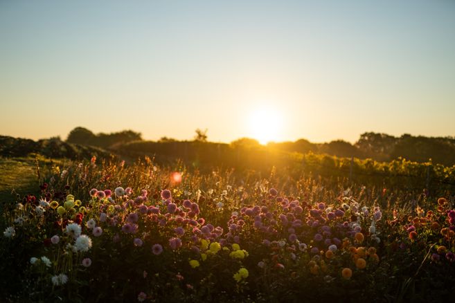Blumenwiese  bei Sonnenuntergang