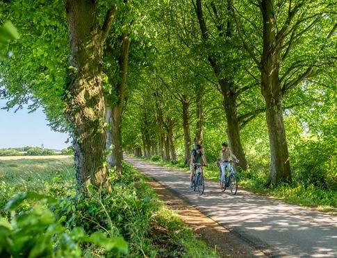 Radfahrer auf einer Allee in Angeln