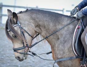 A horse with an elegant head and a bridle. In the background, the outlines of a riding arena can be seen.