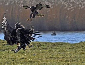 A bird of prey is fighting with another bird over a body of water. In the background, tall grasses can be seen.