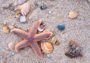 Schutzstation Wattenmeer e. V.