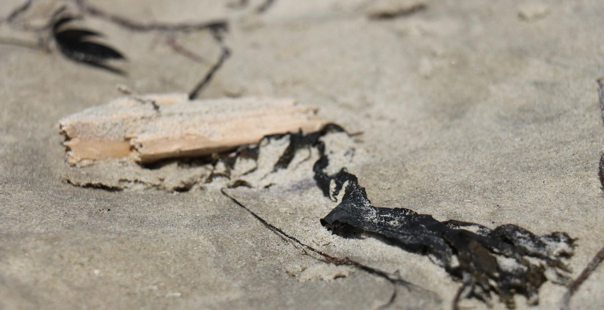A piece of wood and black algae on sandy ground. The texture is rough and shows details of natural materials.