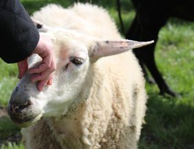 A sheep is being gently petted on the head. In the background, there are more animals and fresh, green grass.