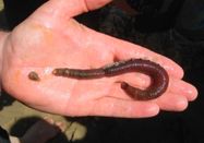 Schutzstation Wattenmeer e. V.