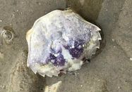  Schutzstation Wattenmeer e. V.