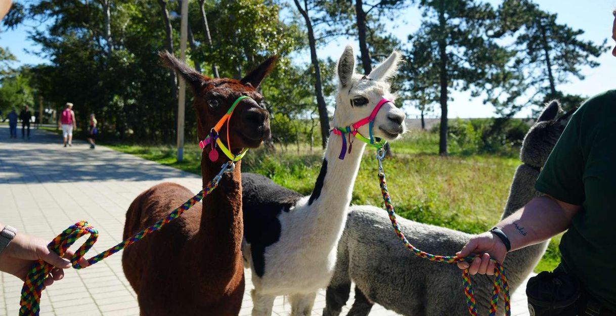 Drei Alpakas stehen an einer Leine und schauen in die Kamera. Im Hintergrund sind Spaziergänger und Bäume sichtbar.