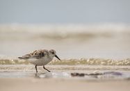Schutzstation Wattenmeer e.V.