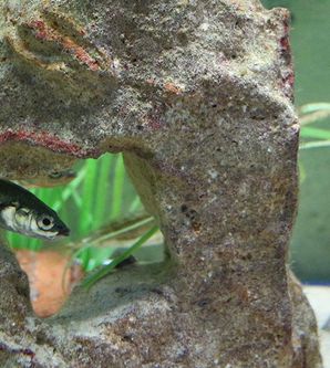 A small fish swims through a rock with a hole. In the background, aquatic plants are visible.