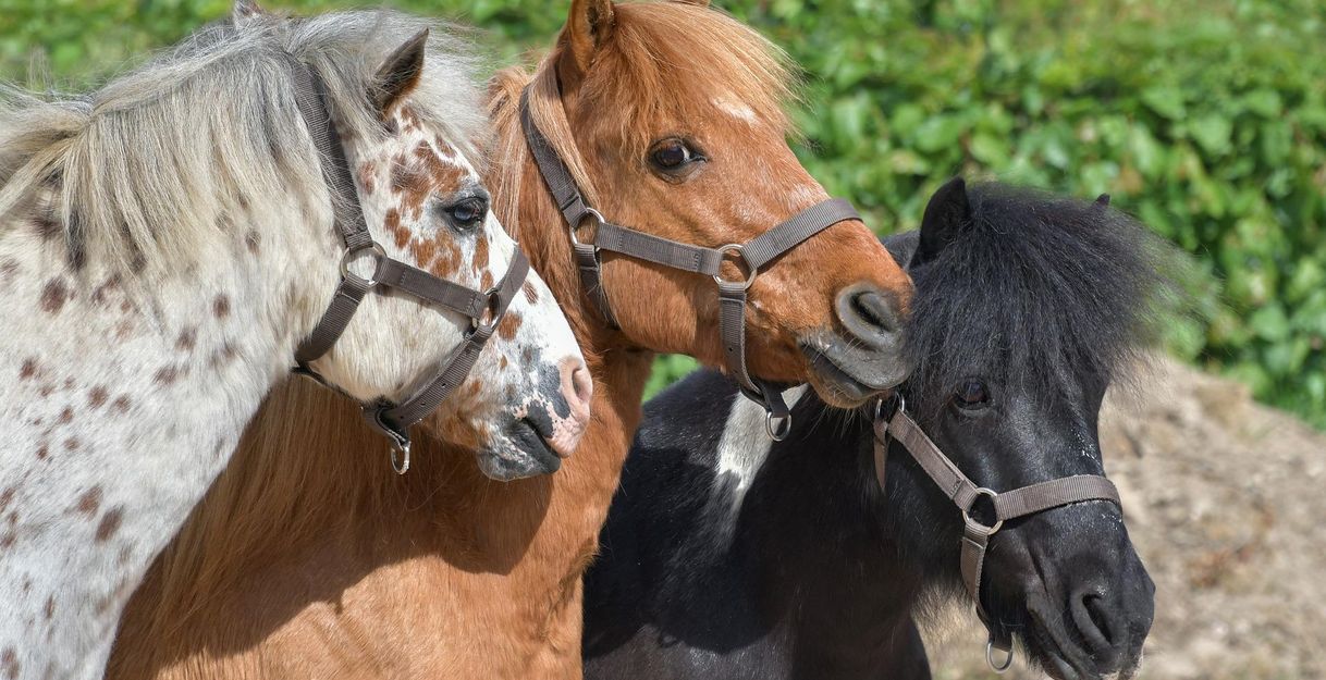 Three horses are standing next to each other. They have different colors and are wearing halters.