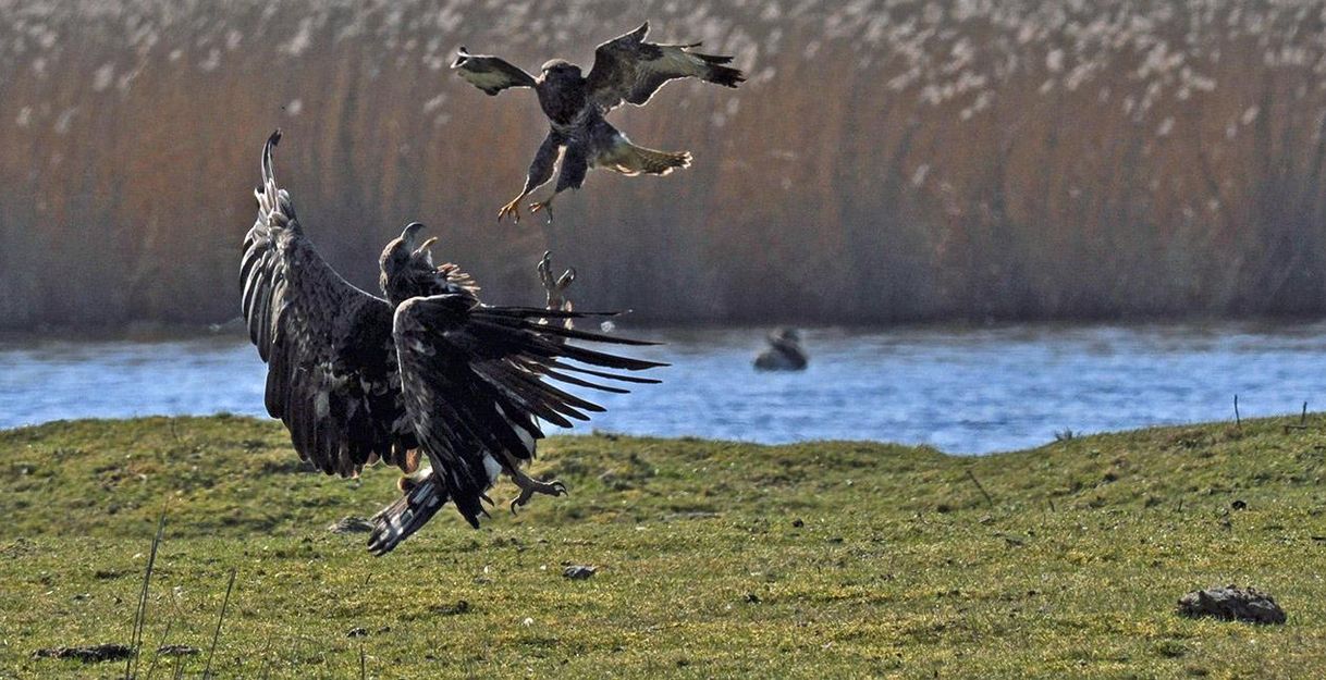 A bird of prey is fighting with another bird over a body of water. In the background, tall grasses can be seen.