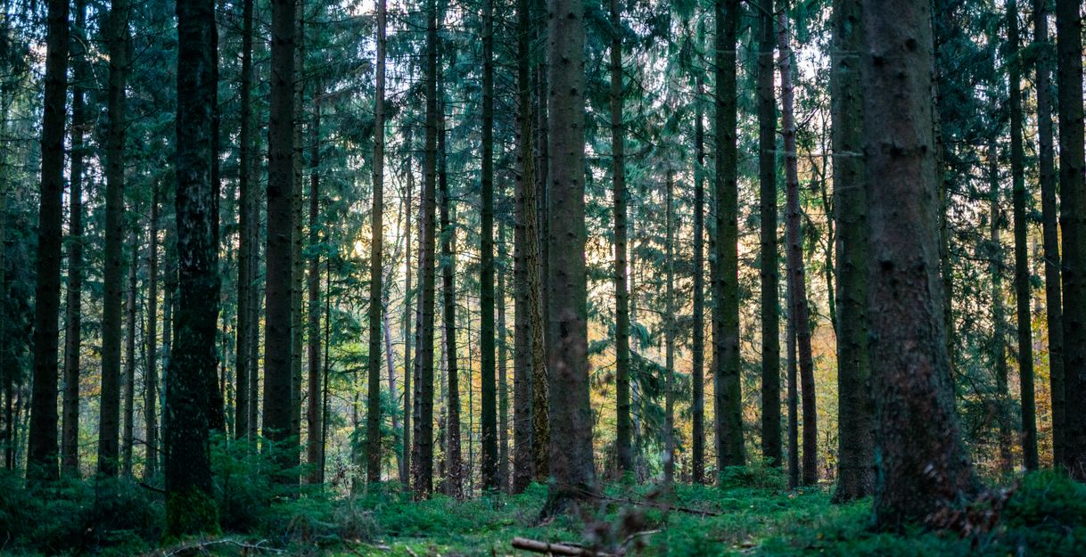 Wald im NAturpark Aukrug