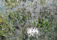 Schutzstation Wattenmeer