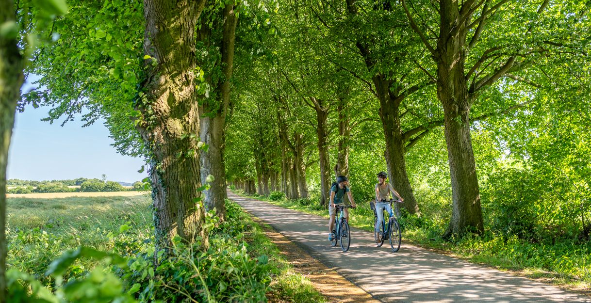 Radfahrer auf einer Allee in Angeln