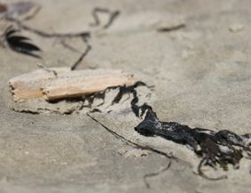 A piece of wood and black algae on sandy ground. The texture is rough and shows details of natural materials.