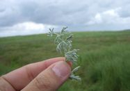 Schutzstation Wattenmeer e. V.