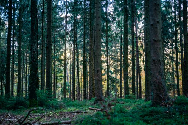 Wald im NAturpark Aukrug