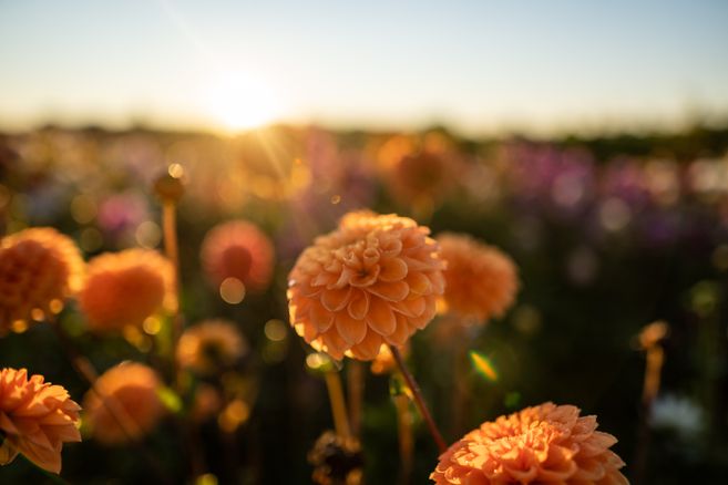 Nahaufnahme von orangefarbenen Blumen in einer Wiese bei Sonnenuntergang.