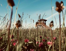 A observation tower stands in a meadow with tall grasses and colorful flowers. The sky is clear and blue.