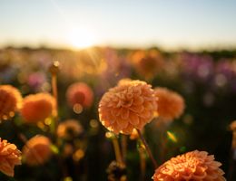 Nahaufnahme von orangefarbenen Blumen in einer Wiese bei Sonnenuntergang.