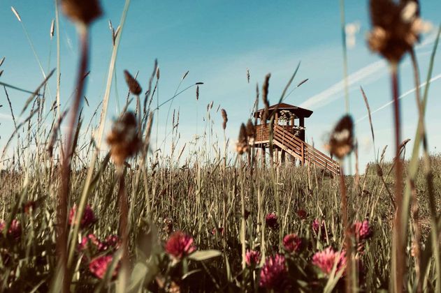 A observation tower stands in a meadow with tall grasses and colorful flowers. The sky is clear and blue.