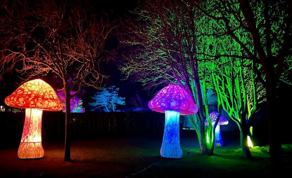 Luminous Pilze stehen in einem dunklen Garten, umgeben von leuchtenden Bäumen. Die bunten Lichter erzeugen eine mystische Atmosphäre.