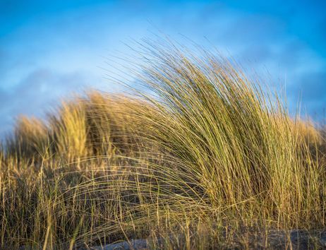 Tall grasses sway gently in the wind. The sky is clear and blue in the background.