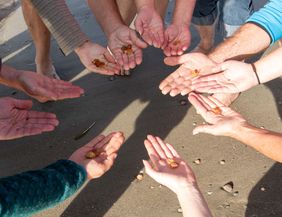 A group of hands holds small objects as they gather on the beach. The sand and the surrounding environment are visible.