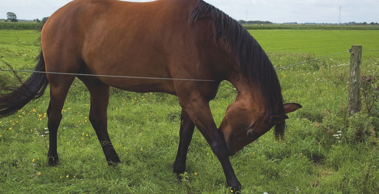 A brown horse grazes in a green meadow. The sky is cloudy and the surroundings are rural.